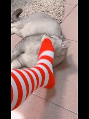 미소녀급 ~ 까칠한 아기고양이  한국야동 국산야동